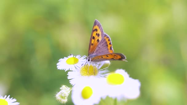 Borboleta Uma Flor — Vídeo de Stock