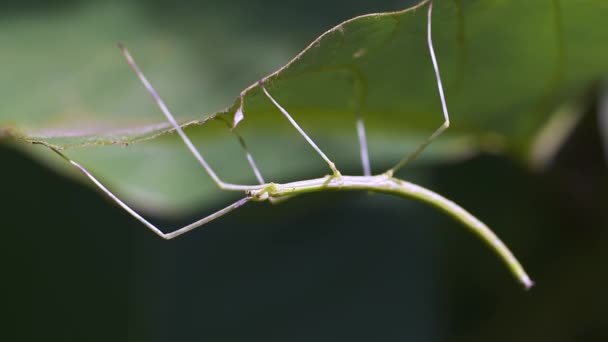 Insecto Naturaleza Enfoque Selectivo — Vídeo de stock