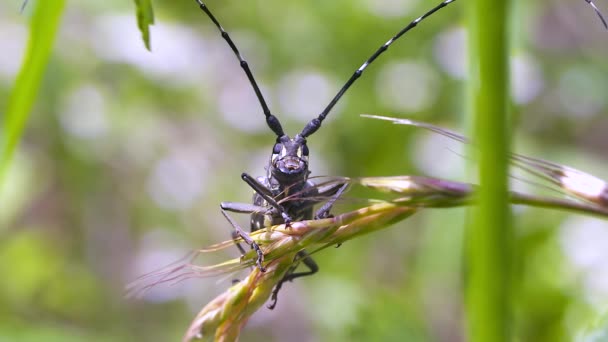 Böceğe Yakın Doğa Konsepti — Stok video