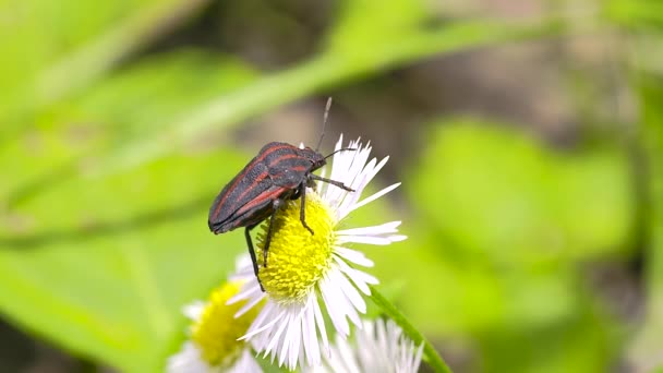 Closeup Shot Bug — Stockvideo