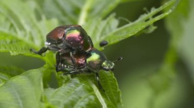 Böceklerin yakın çekim görüntüsü