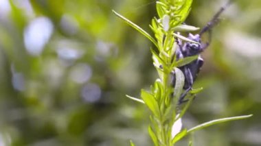 Hatanın yakın plan görüntüsü
