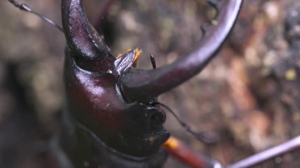 Closeup Shot Stag Beetle — Stockvideo
