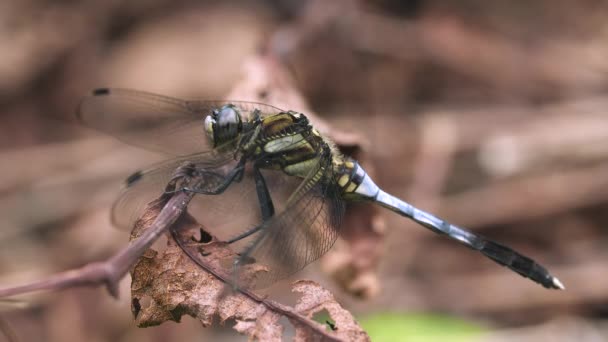 Closeup Shot Dragonfly — 图库视频影像