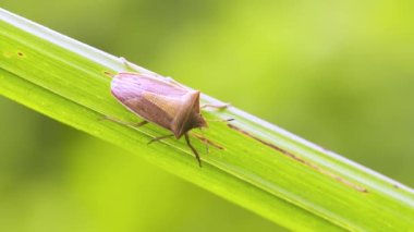 Hatanın yakın plan görüntüsü
