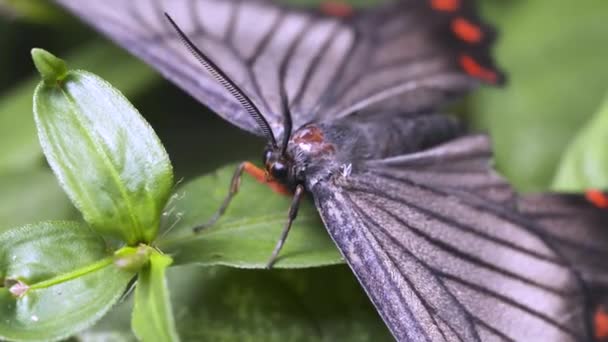 Closeup Shot Butterfly — Stockvideo