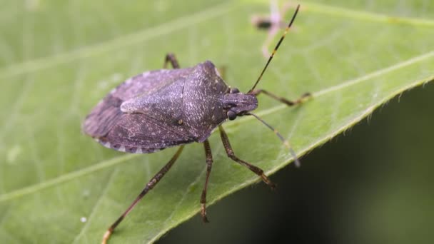 Closeup Shot Bug — Stock Video