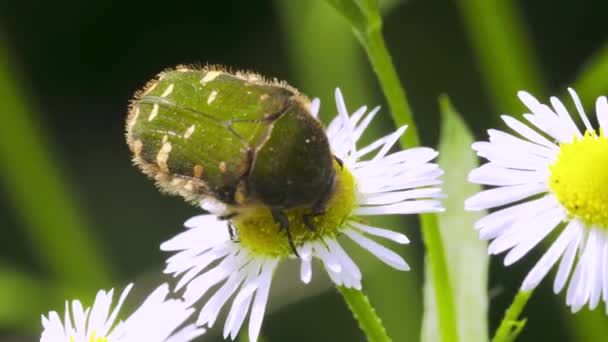 Close Bug Wild Nature — стоковое видео