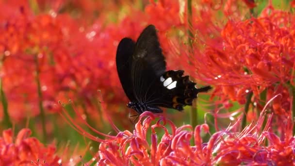 Όμορφη Πεταλούδα Ένα Λουλούδι — Αρχείο Βίντεο
