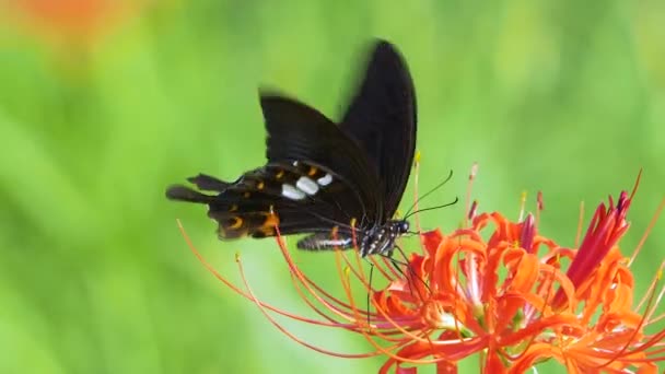 Красивая Бабочка Цветке — стоковое видео