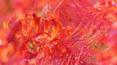 Yazın bahçede güzel kırmızı çiçekler