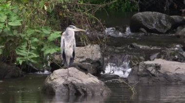 Nehir kıyısında oturan siyah kuğu