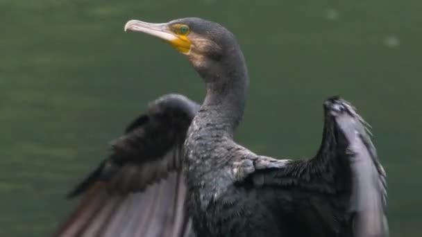 水の中の黒い鳥 — ストック動画