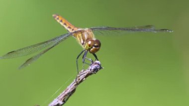 Yusufçuğun makro görüntüsü. 