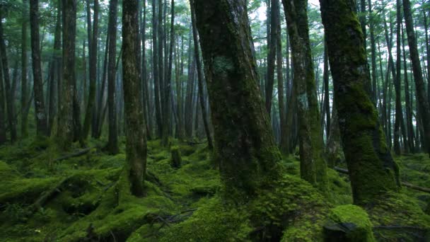 Zelený Mech Pokryté Staré Stromy Lese — Stock video