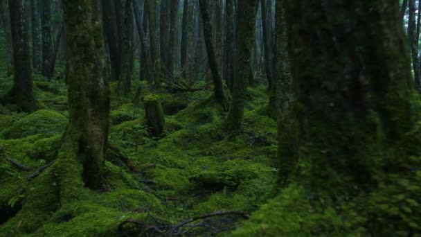 Zöld moha borított régi fák az erdőben