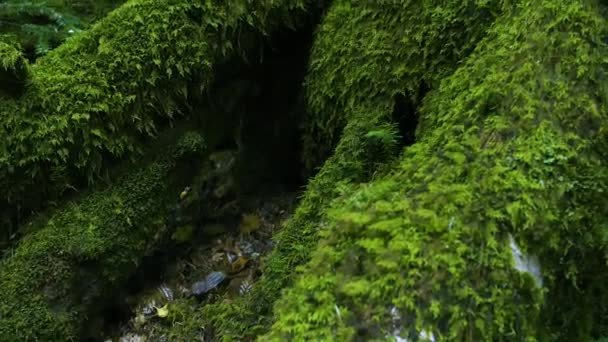 Green Moss Covered Old Trees Forest — Stock Video