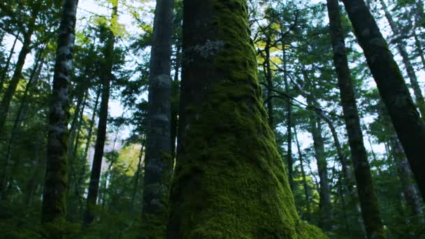 Moss Verde Coberto Árvores Velhas Floresta — Vídeo de Stock