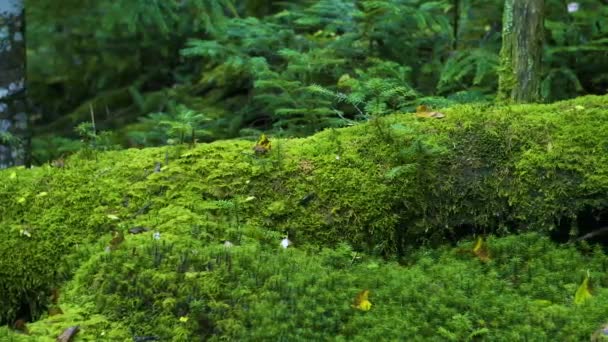 Moss Verde Coberto Árvores Velhas Floresta — Vídeo de Stock