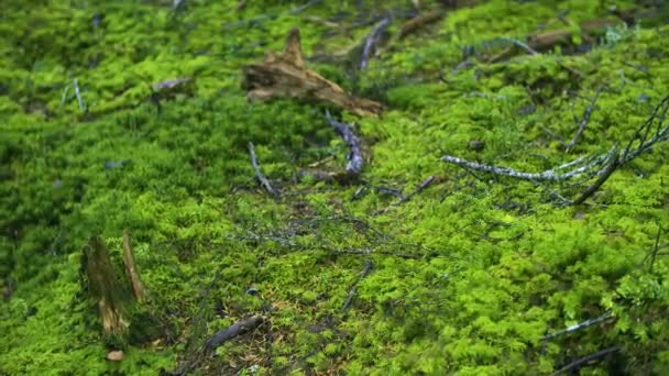 Mușchiul Verde Acoperit Copacii Vechi Din Pădure — Videoclip de stoc