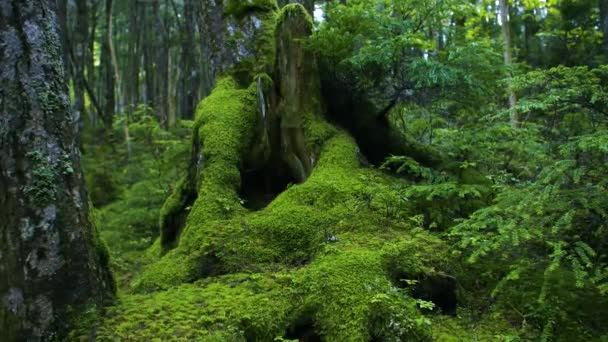 Moss Verde Coberto Árvores Velhas Floresta — Vídeo de Stock