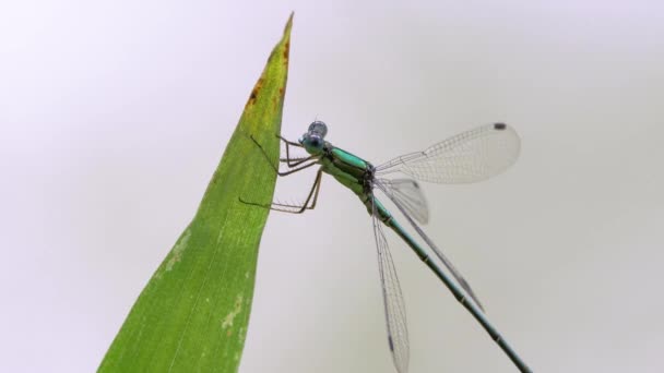 Emerald Damselfly Lestes Temporalis Dragonfly — Stock Video
