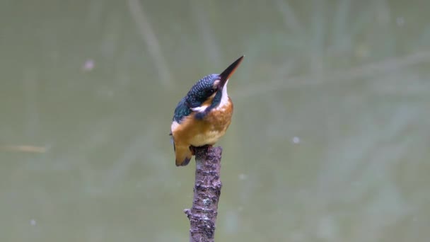 Eisvogel Aus Nächster Nähe — Stockvideo