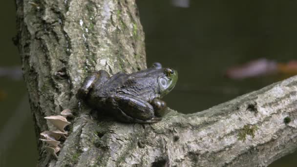 American Bullfrog Rana Catesbeiana — Stock Video