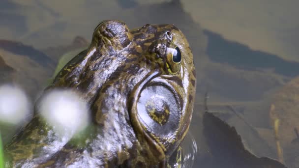 American Bullfrog Rana Catesbeiana — Stock Video
