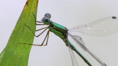Emerald Damselfly (Lestes temporalis), Dragonfly
