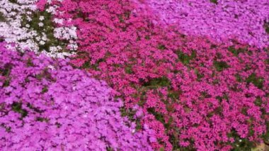 Shibazakura (Moss Phlox), Çiçek Arkaplanı