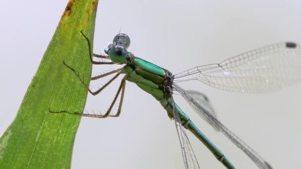 Damselfly Esmeralda Lestes Temporalis Libélula — Vídeos de Stock