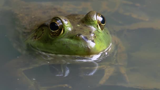 American Bullfrog Rana Catesbeiana — Videoclip de stoc