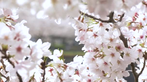桜が終わります — ストック動画