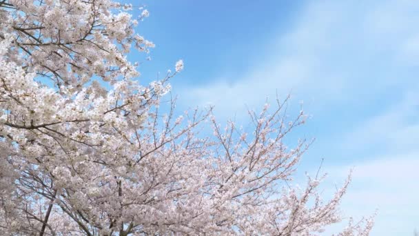 桜が終わります — ストック動画