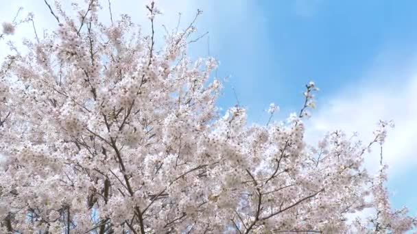 Flores Cerejeira Primavera — Vídeo de Stock