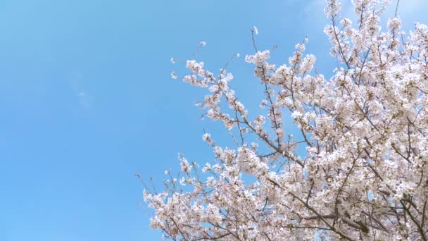 Flores Cerejeira Primavera — Vídeo de Stock