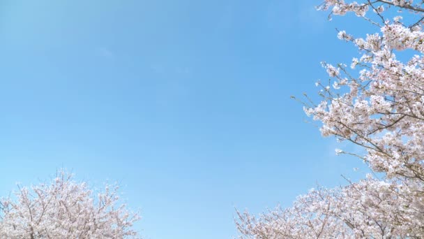 Flores Cerejeira Primavera — Vídeo de Stock