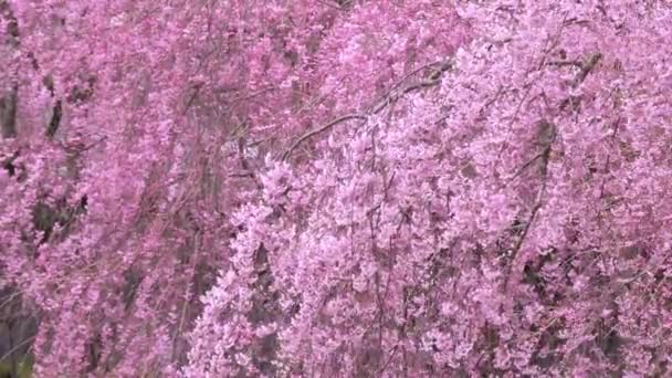 満開の桜を間近に見ながら — ストック動画