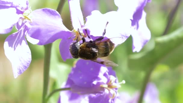 Zweefvlieg Die Zich Voedt Met Flower Nectar Pollen — Stockvideo