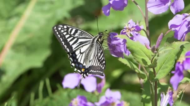 アジアのスワロテール蝶 Papilio Xuthus 花の蜜に餌をやる — ストック動画