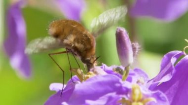 Çiçek Nektarı ile beslenen Büyük Arı Sineği (Bombylius major)