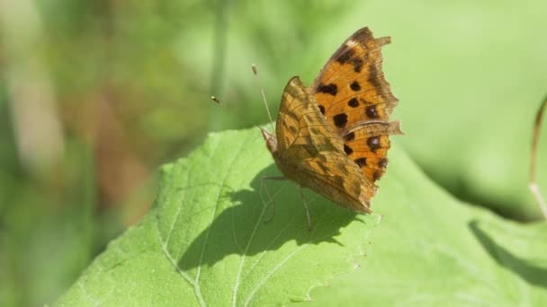 Aziatische Comma Vlinder Polygonia Aureum — Stockvideo