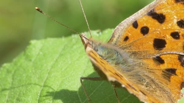 Азиатский Мухомор Polygonia Aureum — стоковое видео