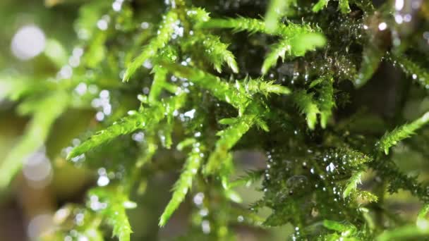 在岩石上生长的苔藓 — 图库视频影像