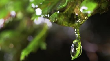 Islak yosunlardan düşen su damlaları