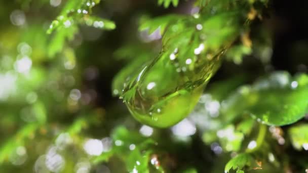 Water Drops Falling Wet Moss — Stock Video