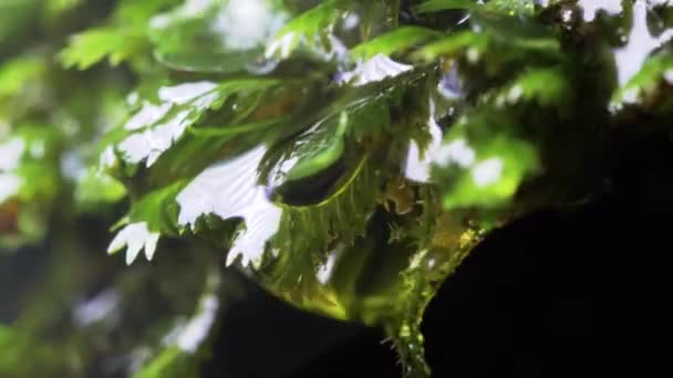 Gotas Agua Cayendo Mojado Moss — Vídeos de Stock