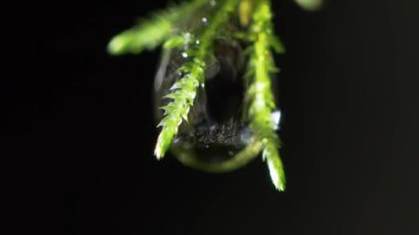 Islak yosunlardan düşen su damlaları