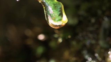 Islak yosunlardan düşen su damlaları